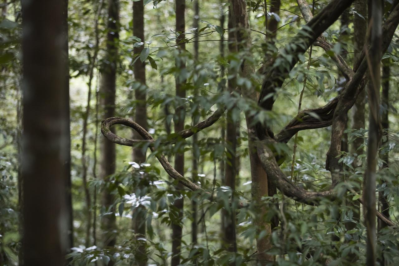 Sinharaja Forest Edge Deniyaya Zewnętrze zdjęcie